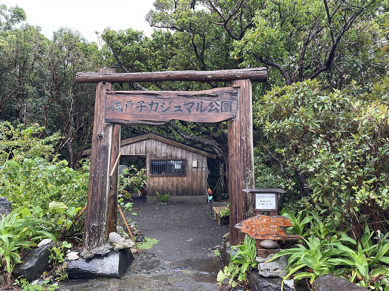 志戸子ガジュマル公園のガジュマル群生