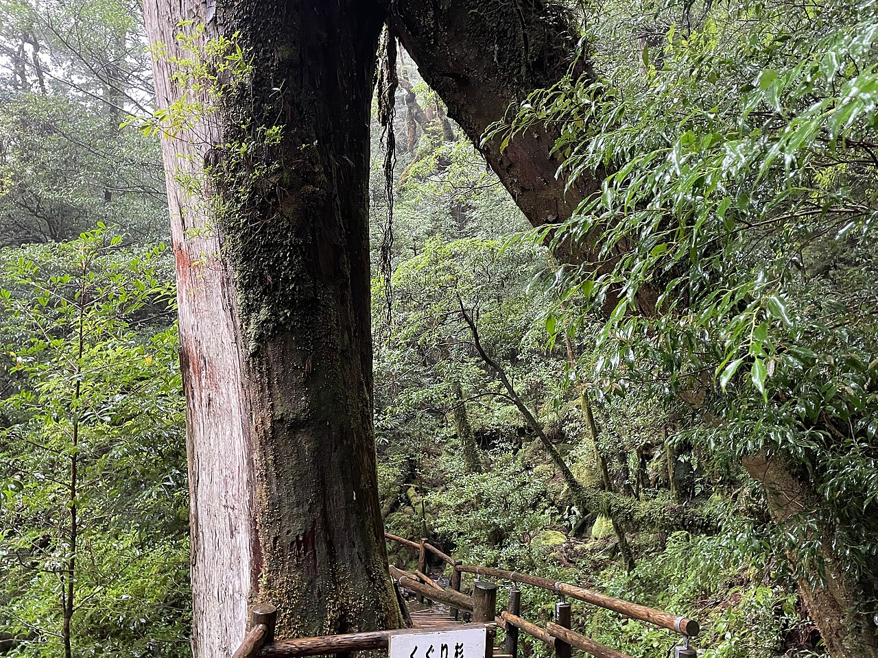 ヤクスギランドの森の谷を渡る吊り橋