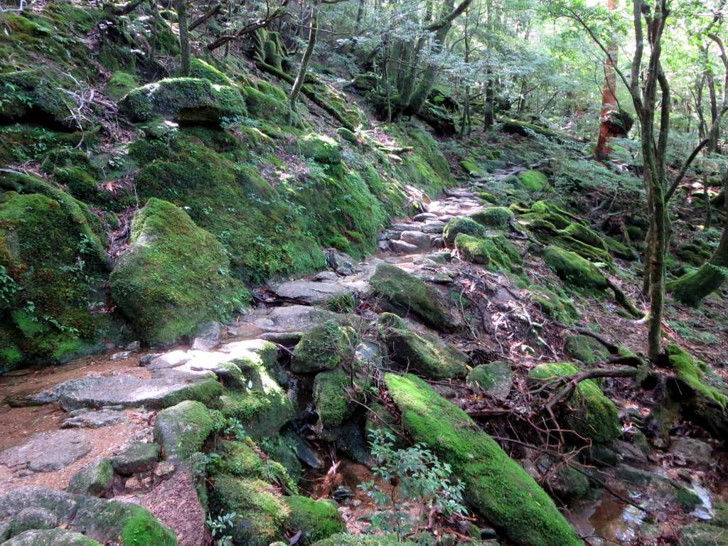 白谷雲水峡の、太鼓岩へ向かう苔むした岩の登山道