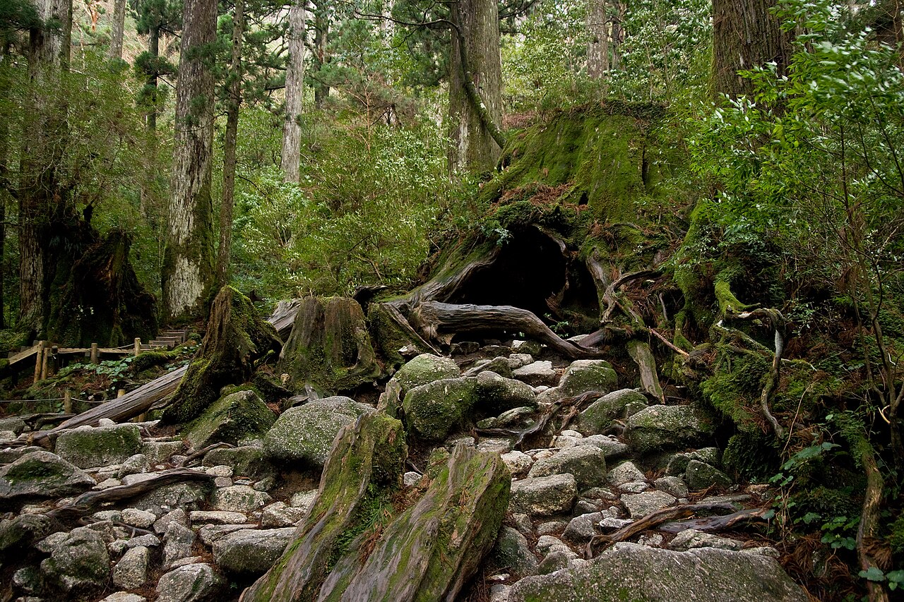 ウィルソン株の外観と登山道の岩