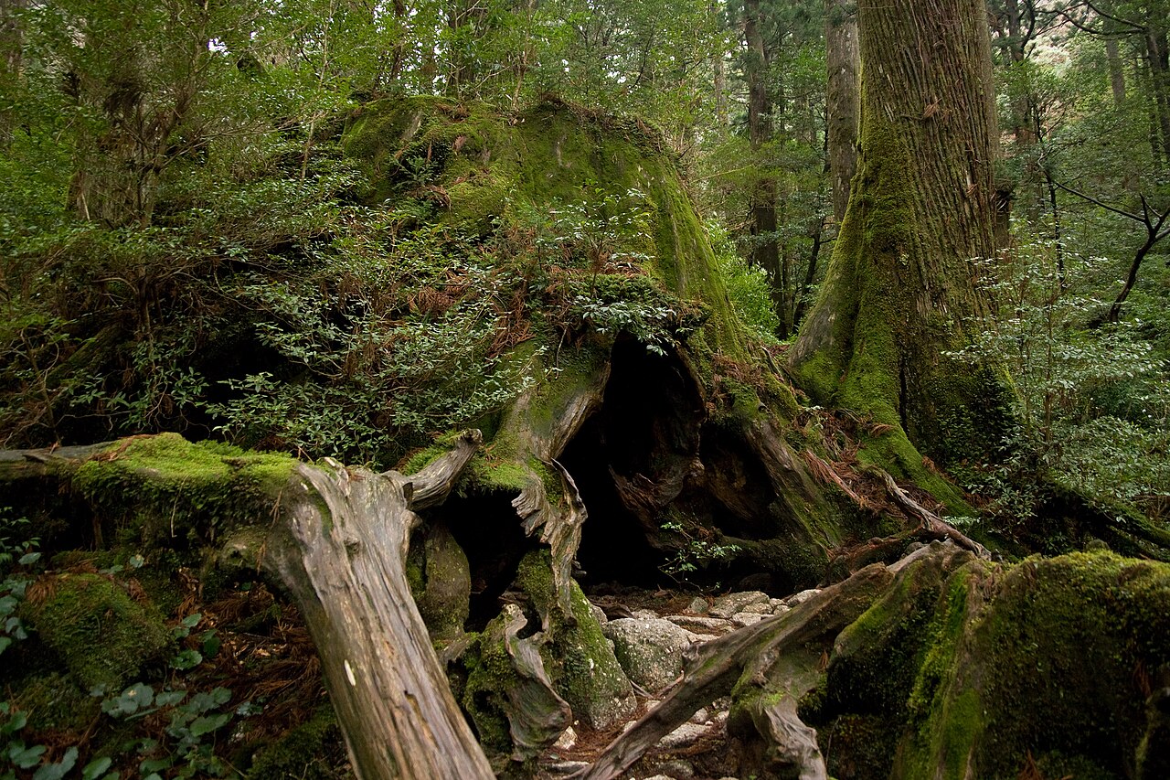 苔むしたウィルソン株の外観と周囲の杉
