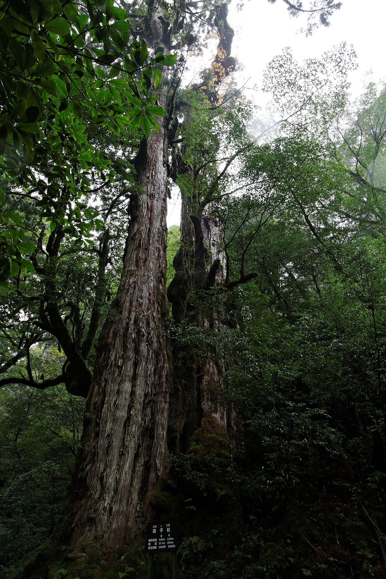 屋久島・ヤクスギランドの屋久杉と苔の森
