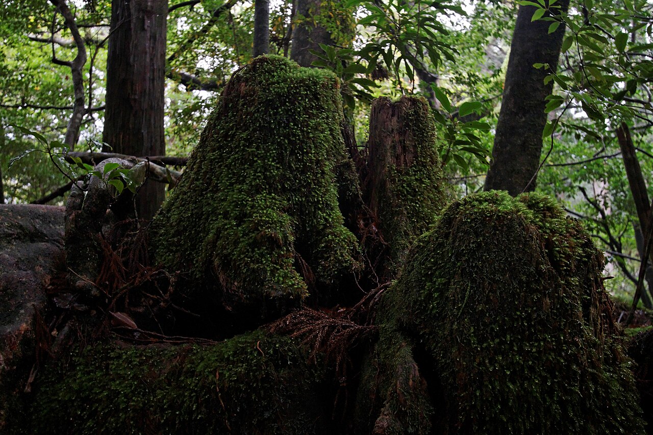 苔に覆われたヤクスギランドの切株群