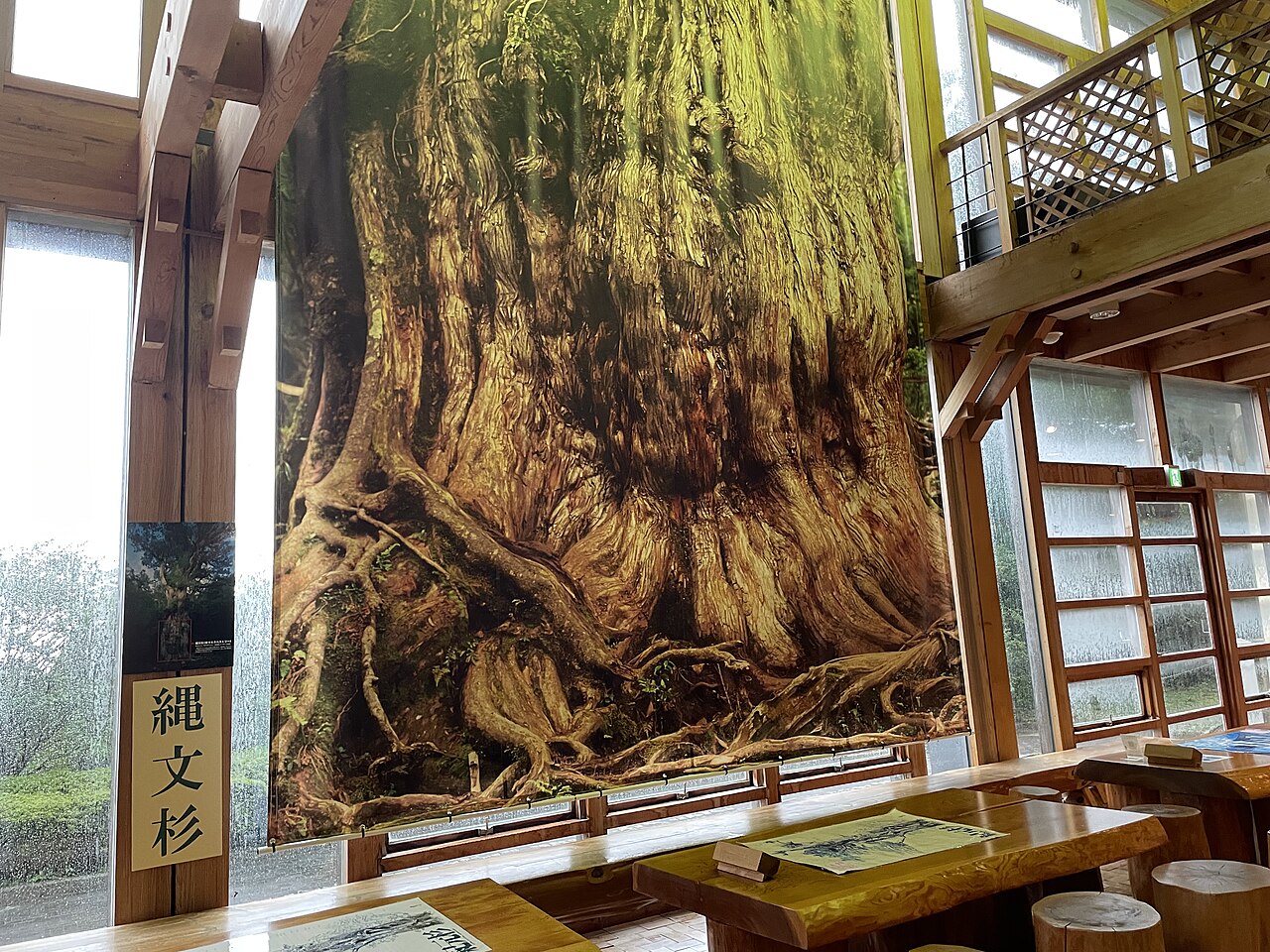 館内の展示室と、掛けられた縄文杉のバナー