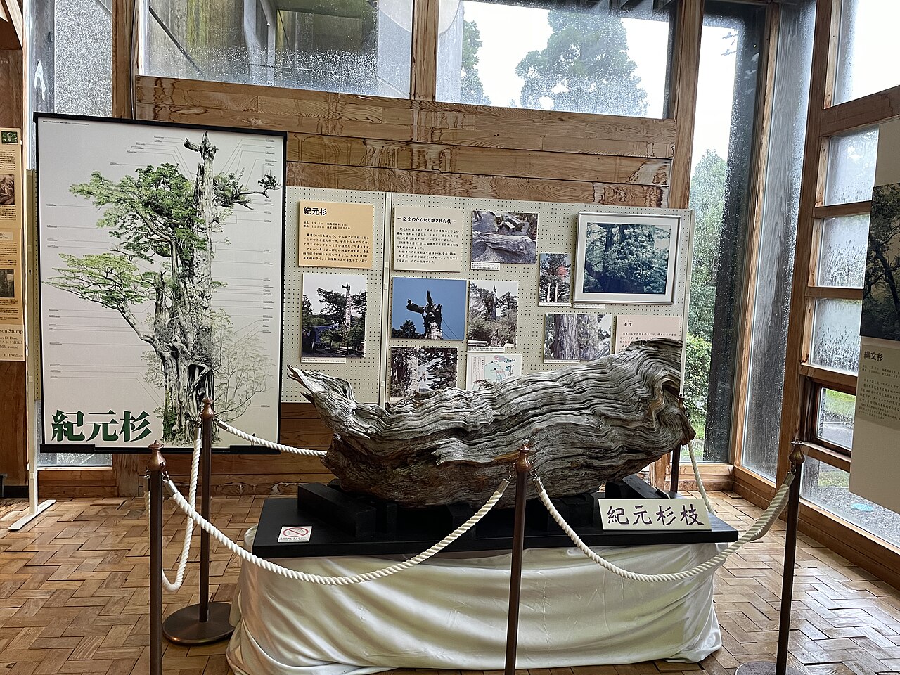 紀元杉の枝の展示