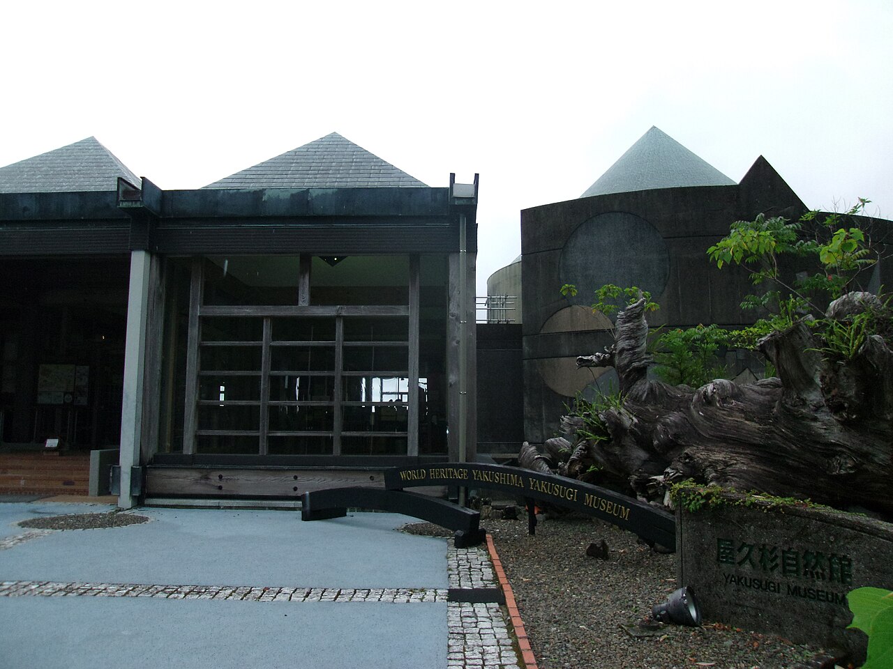 屋久杉自然館の屋久杉の大きな展示標本