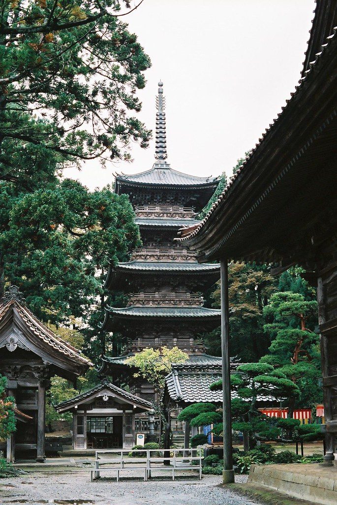杉木立の参道から見上げる龍澤山善宝寺の五重塔