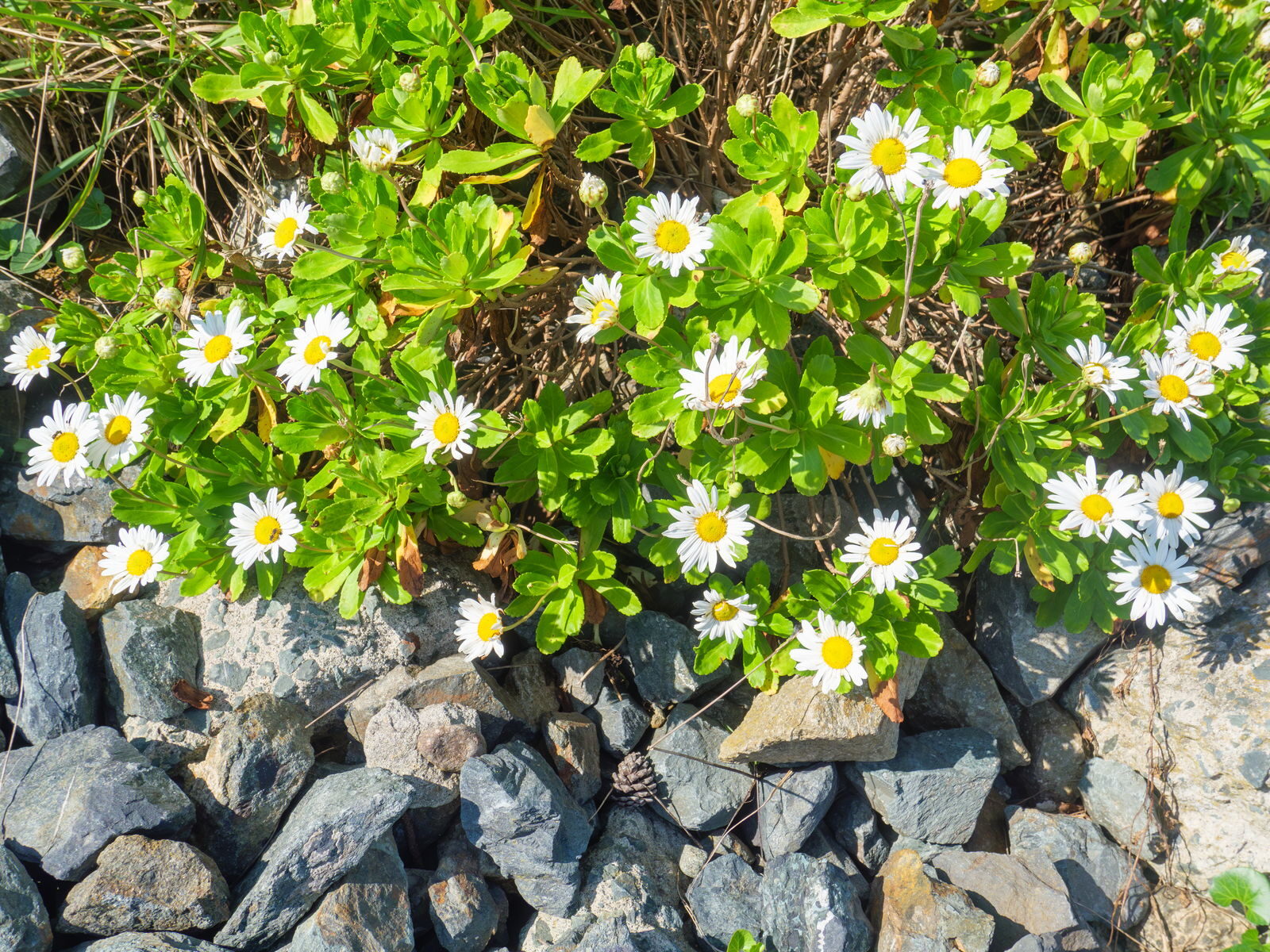 種差海岸遊歩道に咲くハマギクの花