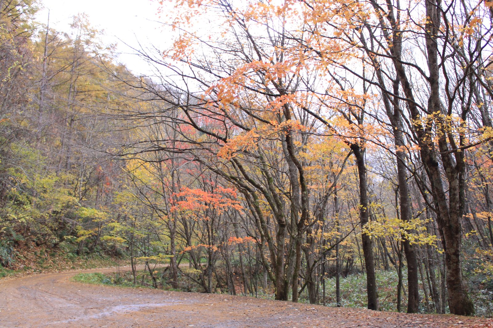 達沢不動滝へ向かう紅葉の遊歩道
