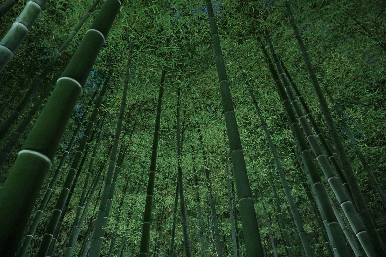 雲昌寺境内の竹林の小径