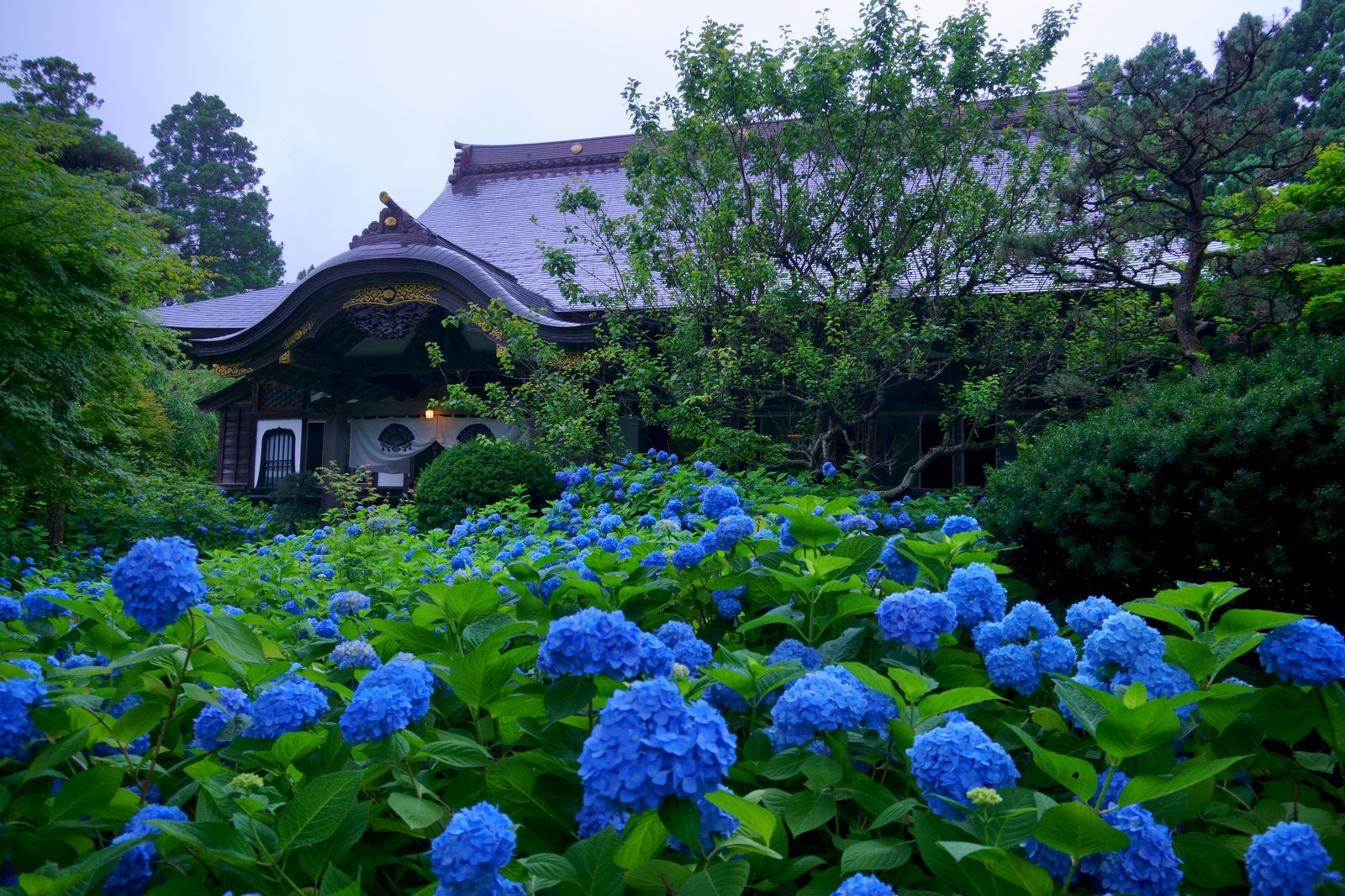 雲昌寺の本堂とあじさいに囲まれた境内