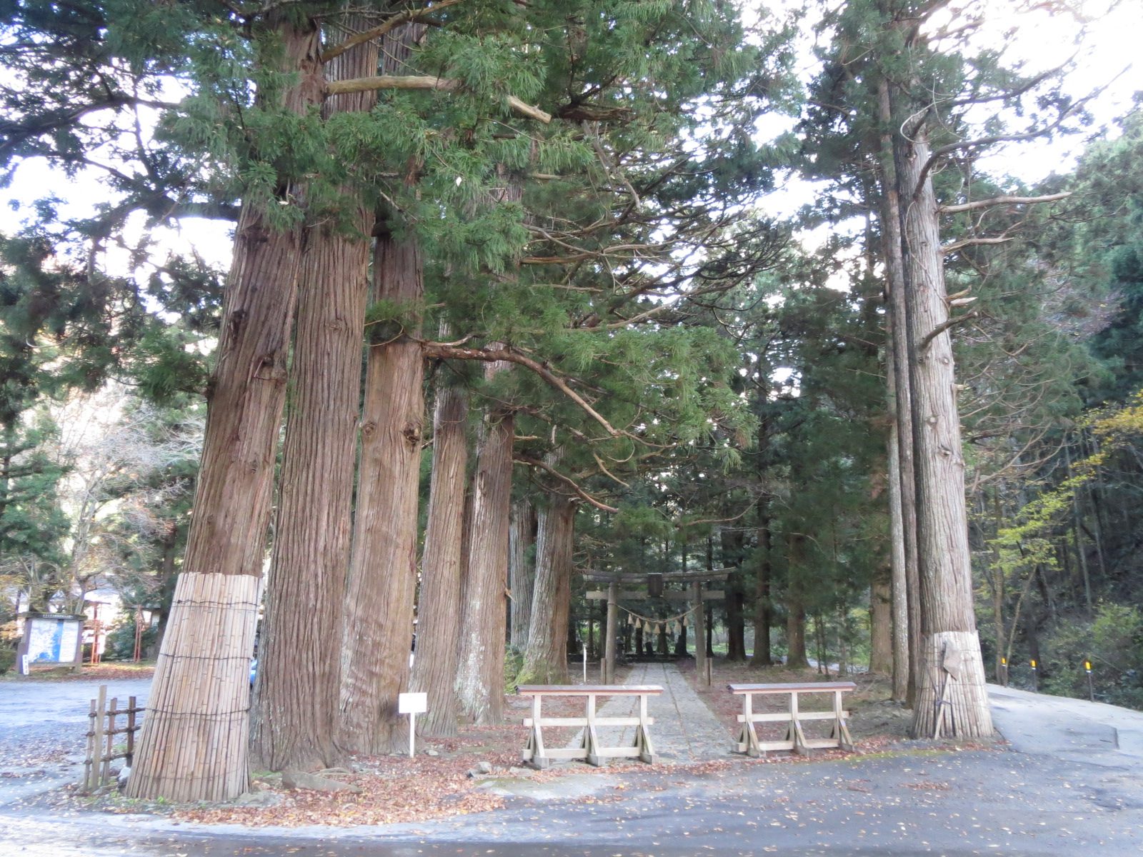 柳津虚空蔵尊の参道に並ぶ樹齢500年の杉並木と鳥居