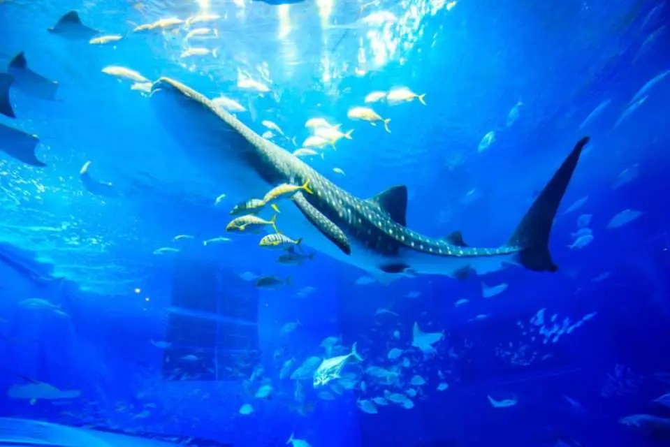 沖縄美ら海水族館の大水槽を泳ぐナンヨウマンタ