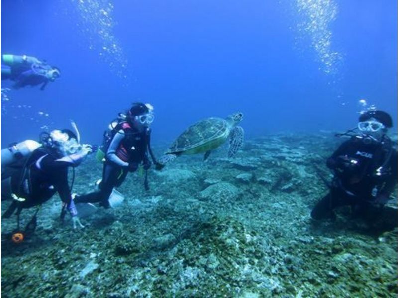 小笠原諸島でのダイビング、ウミガメと遊泳するダイバー