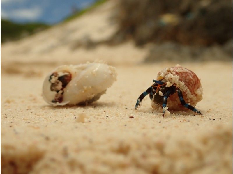 南島の砂浜を歩くオカヤドカリ