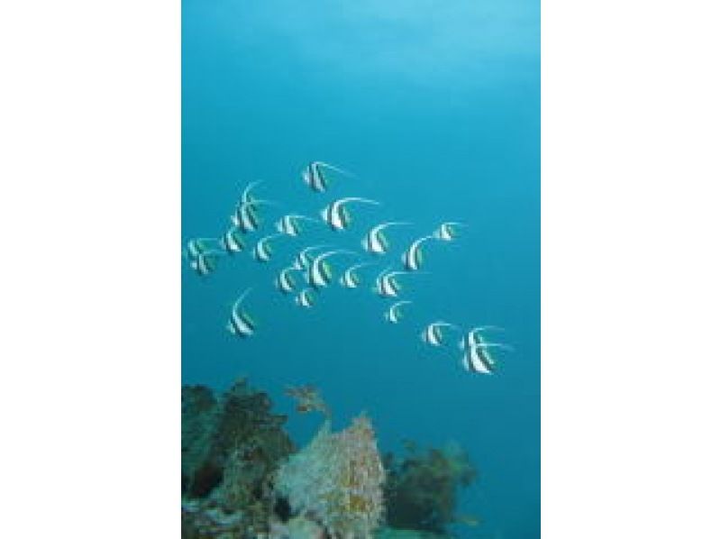 館山の海での体験ダイビング