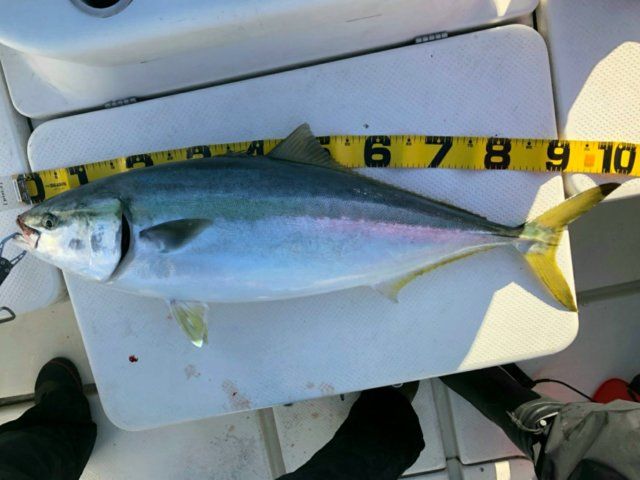 壱岐島の玄界灘で釣り上げた魚、島の海の幸