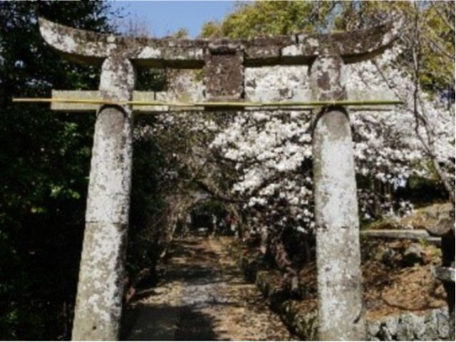 壱岐観光タクシーで巡る神社めぐりコース、桜と鳥居
