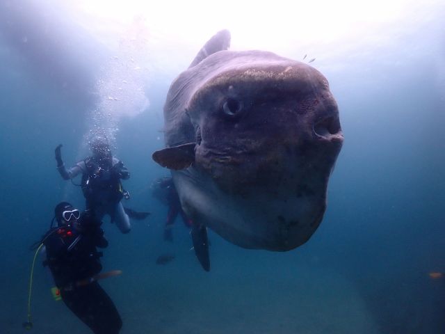 波左間海中公園でのマンボウダイビング