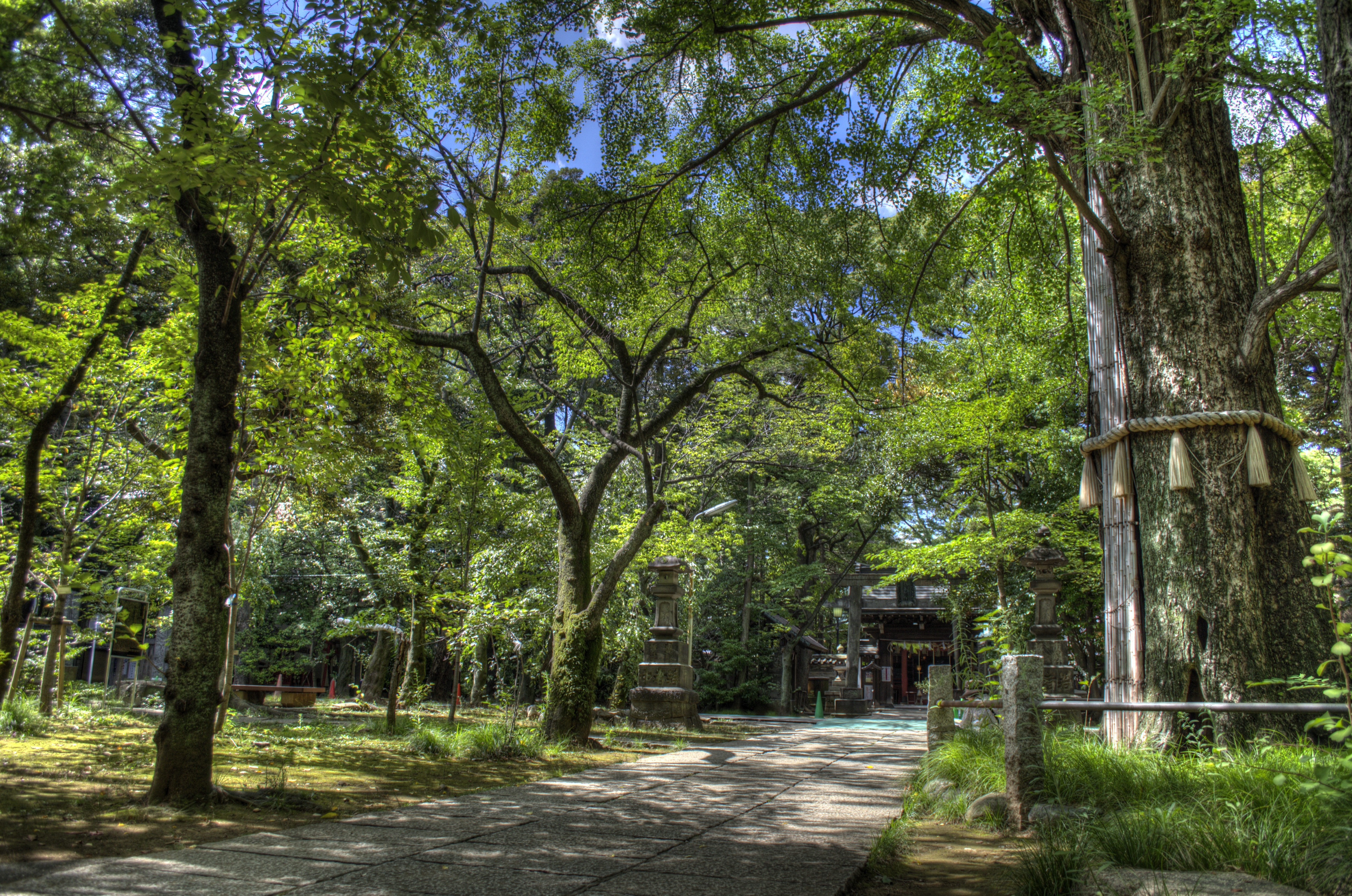 赤坂氷川神社の大木としめ縄、参道の様子