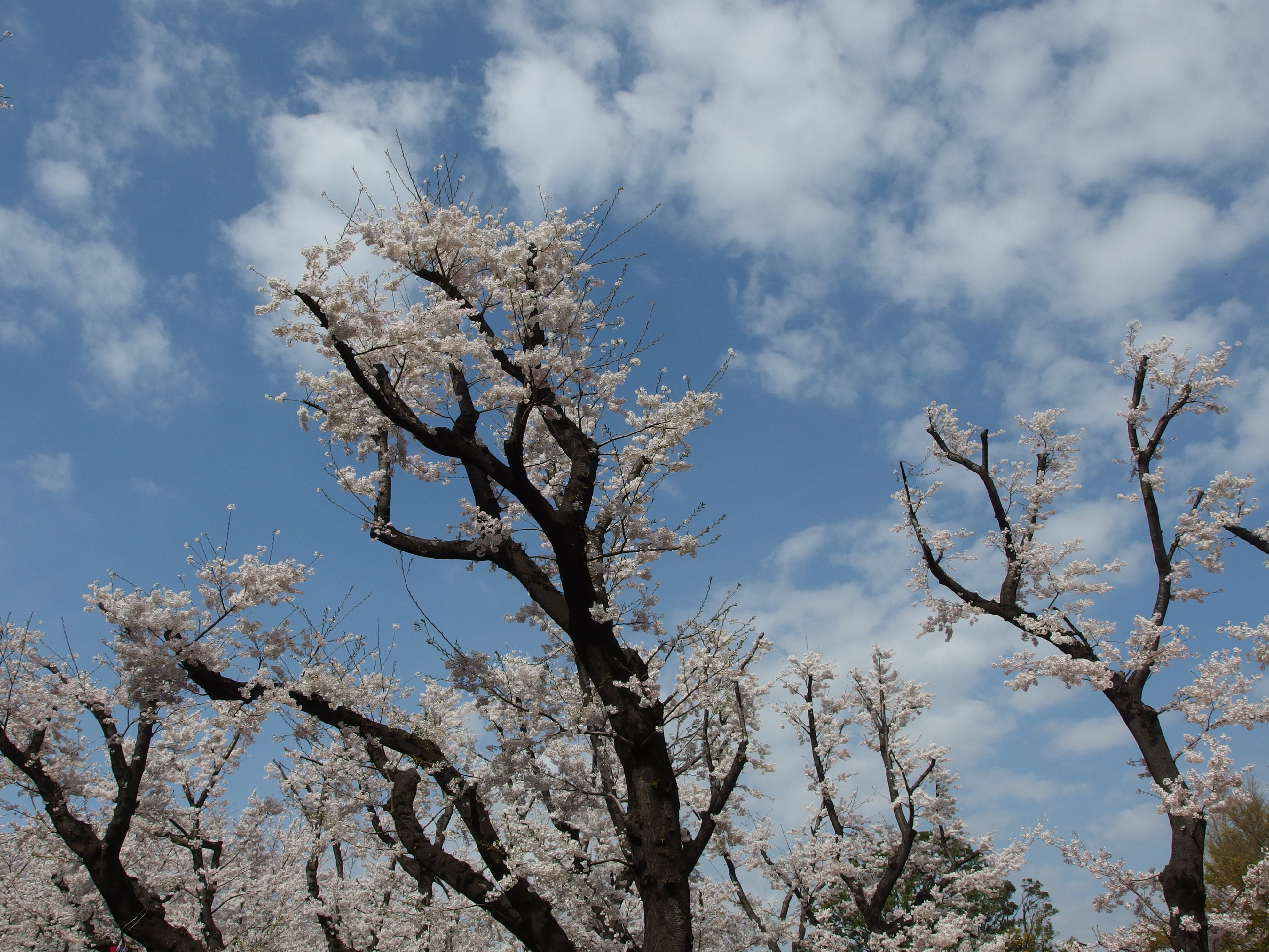 飛鳥山公園の満開の桜と青空