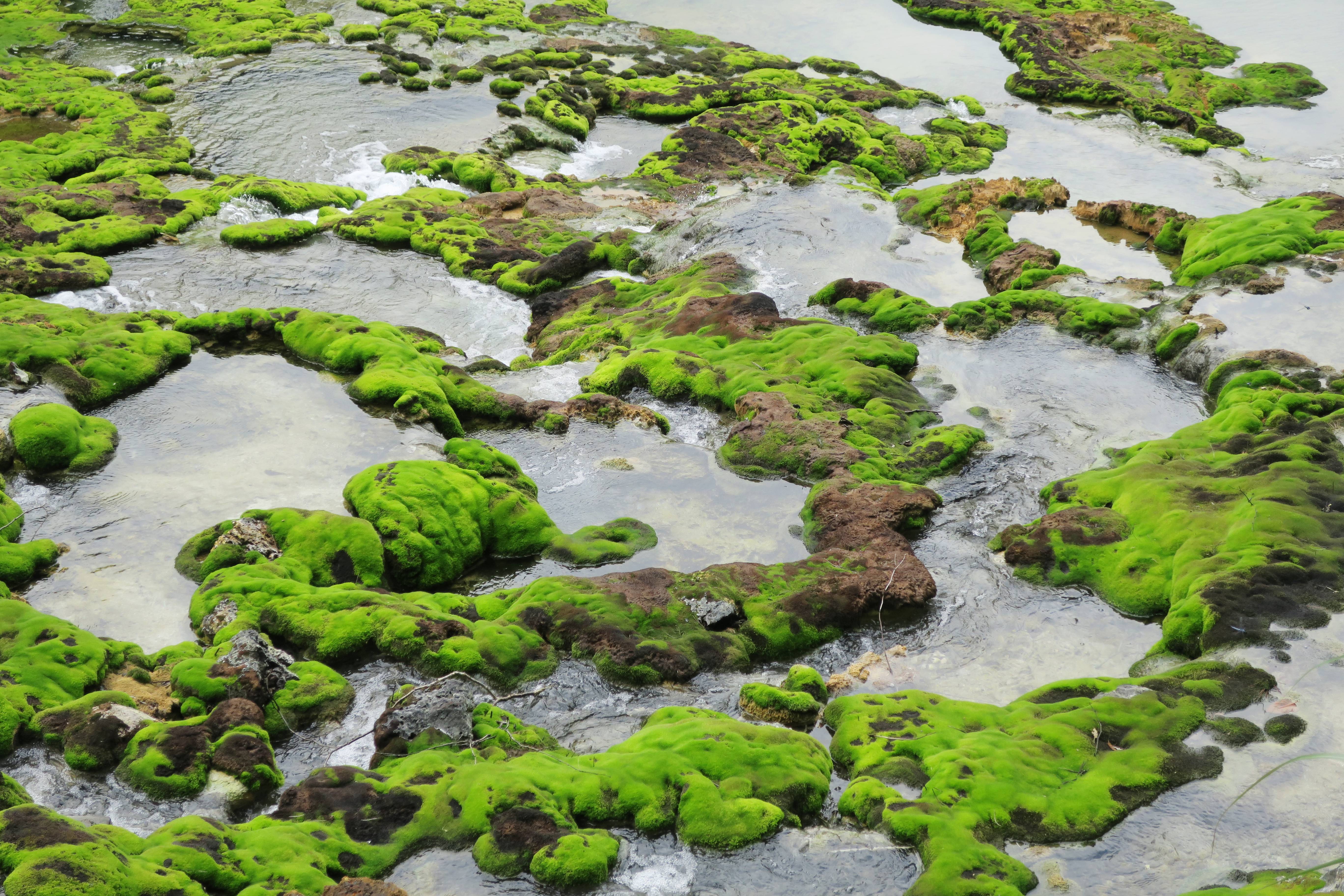 チャツボミゴケ公園の水たまりと苔の群生の俯瞰