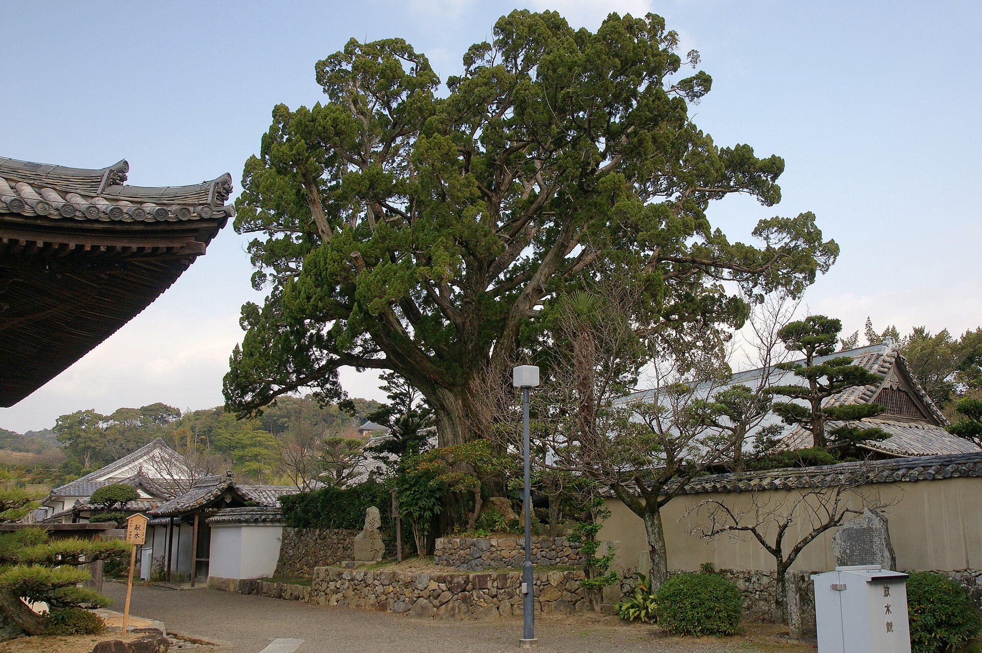 道成寺の境内にそびえる大木と土塀