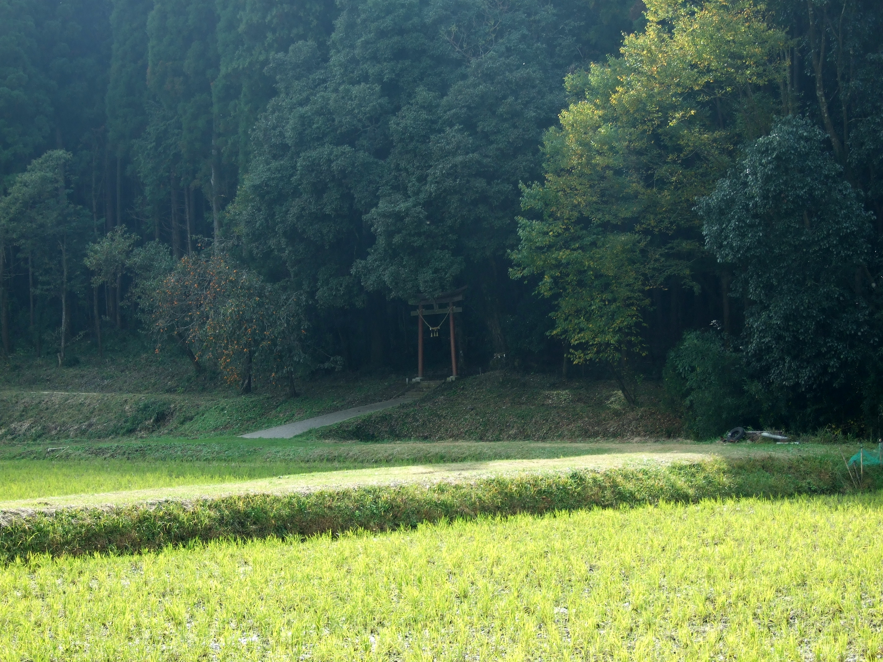 白山神社(飯給)の鳥居と杉林、手前に広がる水田