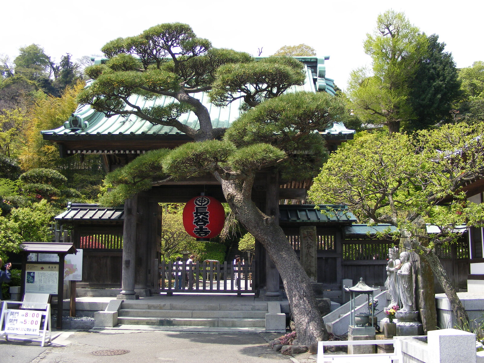 長谷寺、山門にかかる「長谷寺」の提灯と松の木