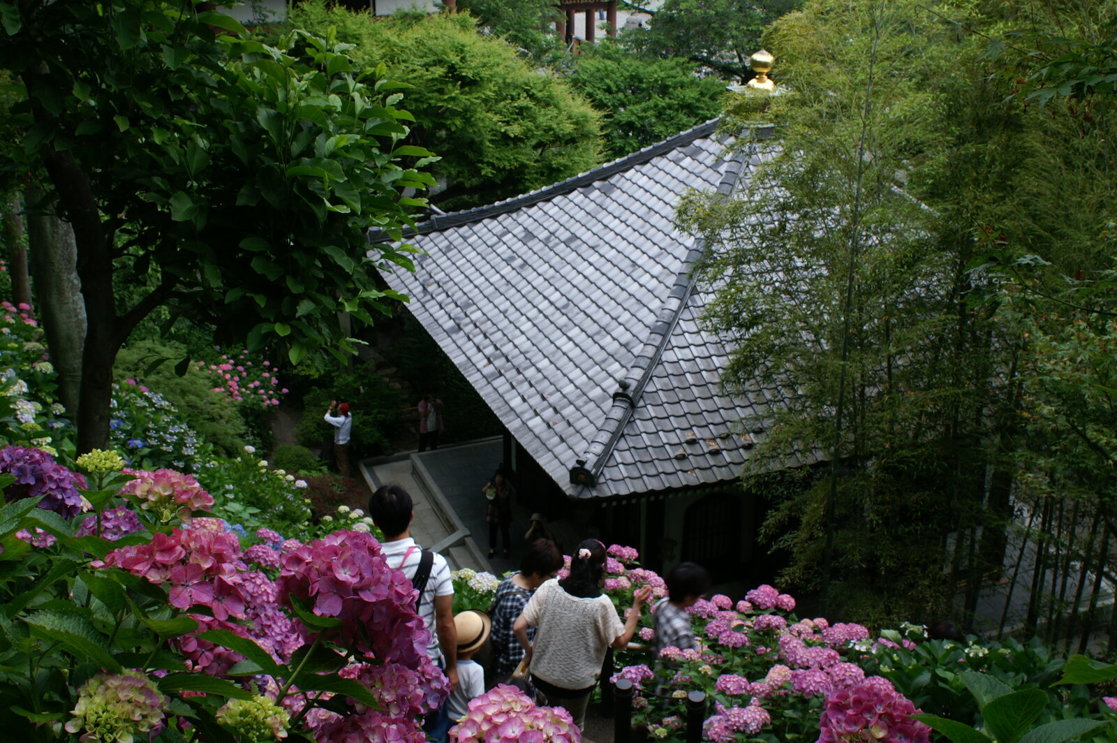 長谷寺、あじさい路を彩るあじさいの花