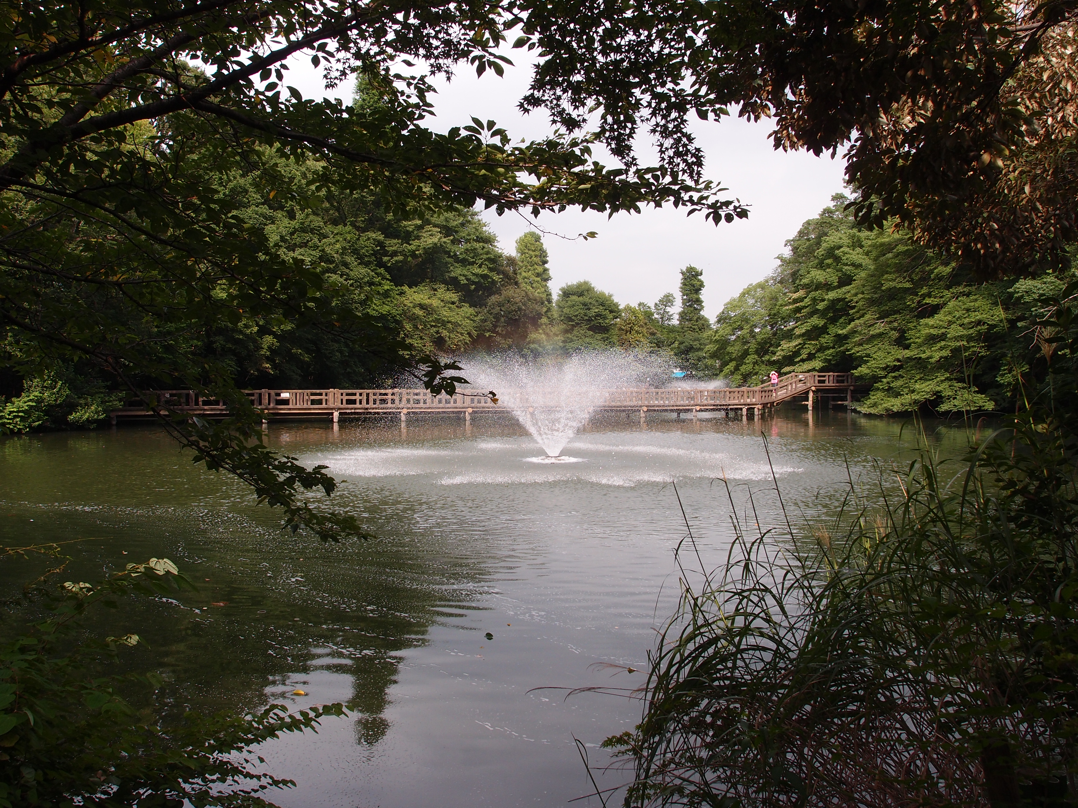 井の頭池にかかる橋と噴水のある風景