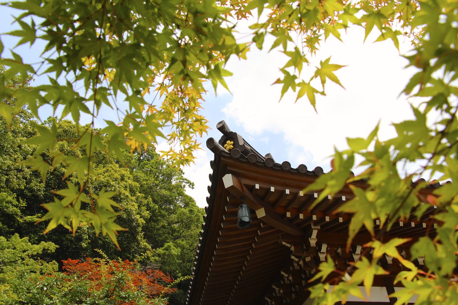 深大寺境内の紅葉越しに見える堂宇の屋根
