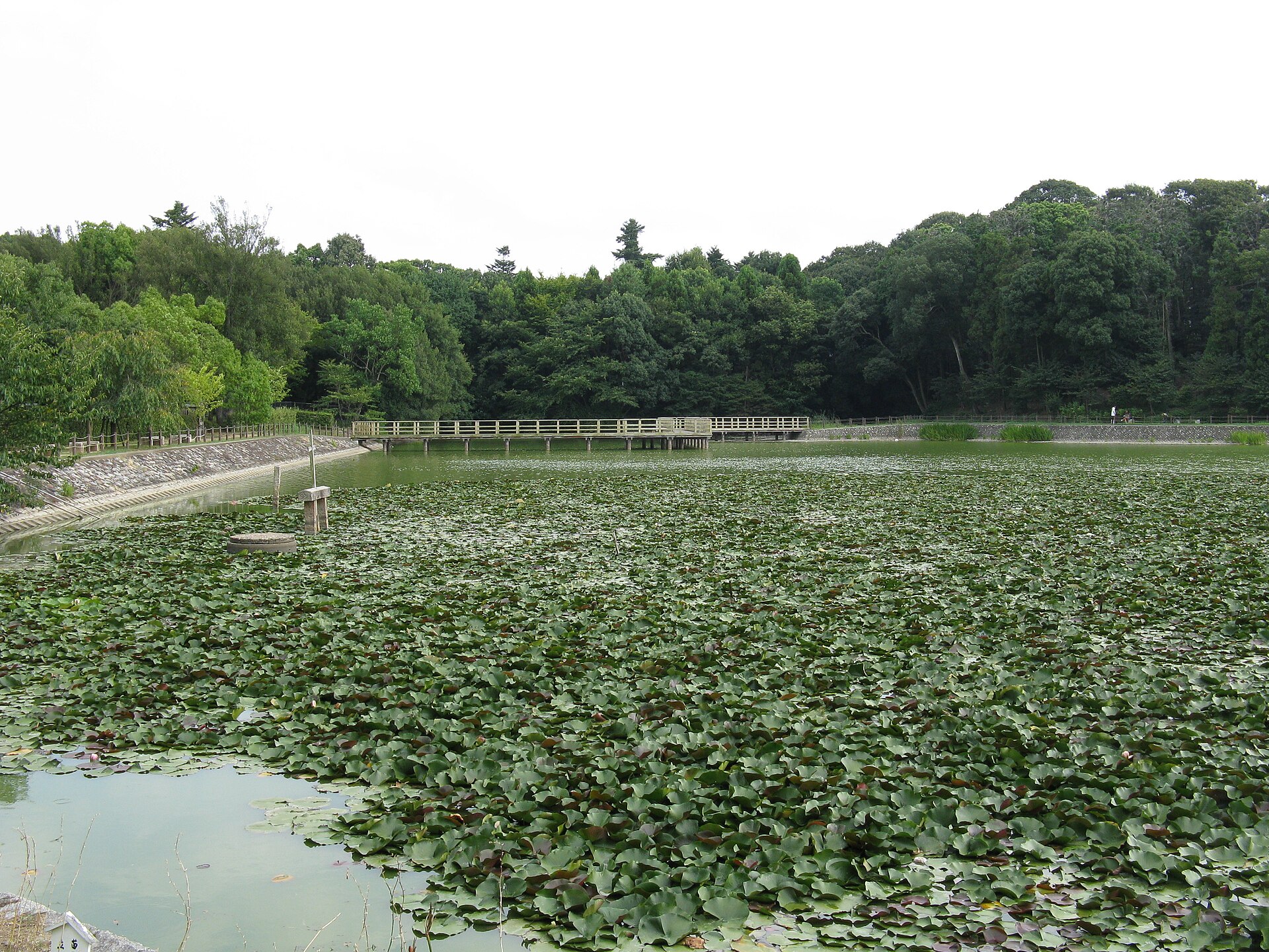 橿原神宮の深田池