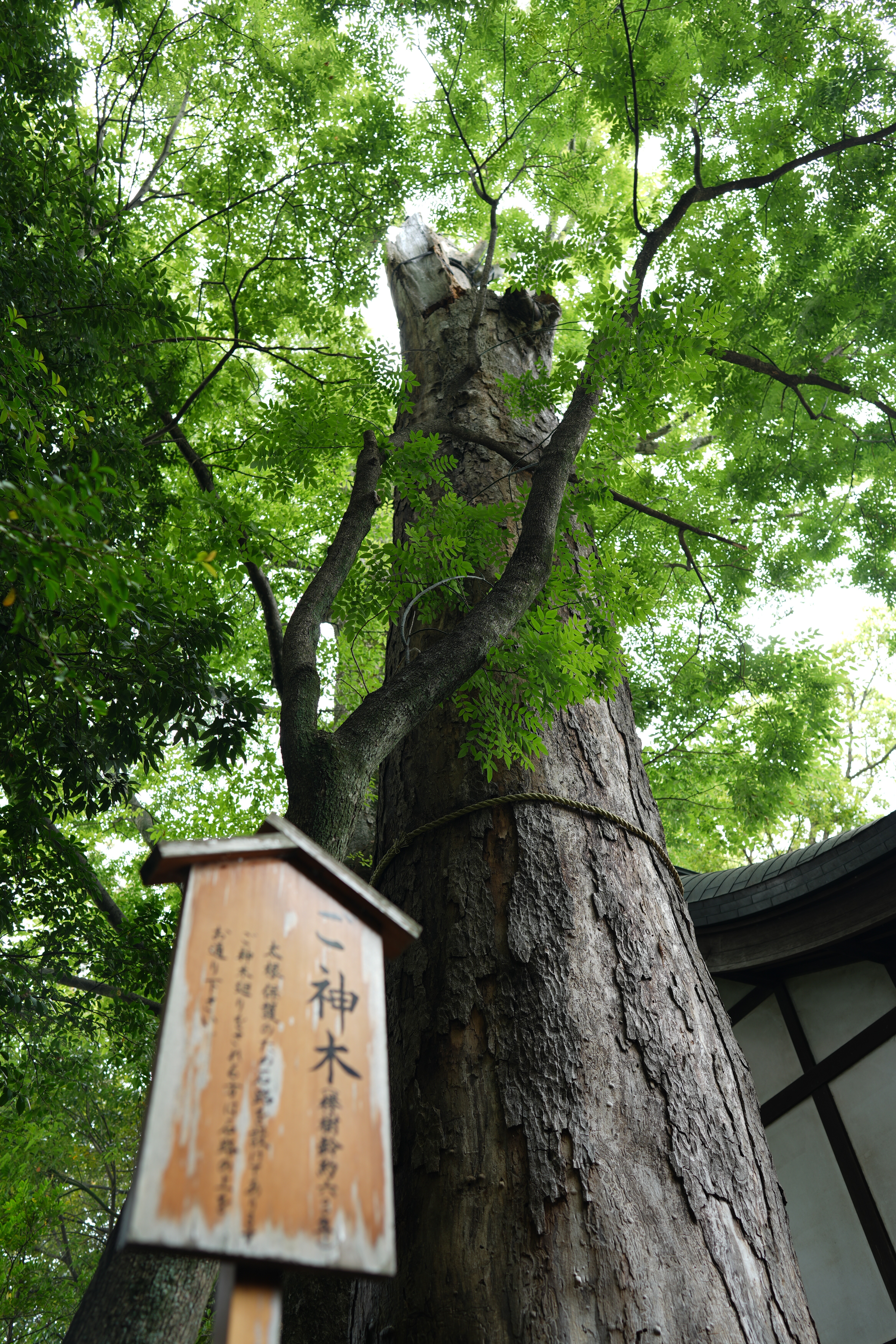 川越氷川神社の御神木
