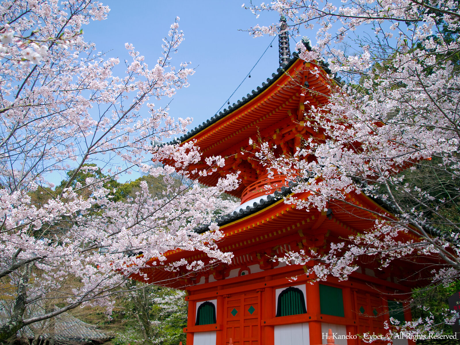 桜咲く紀三井寺の境内