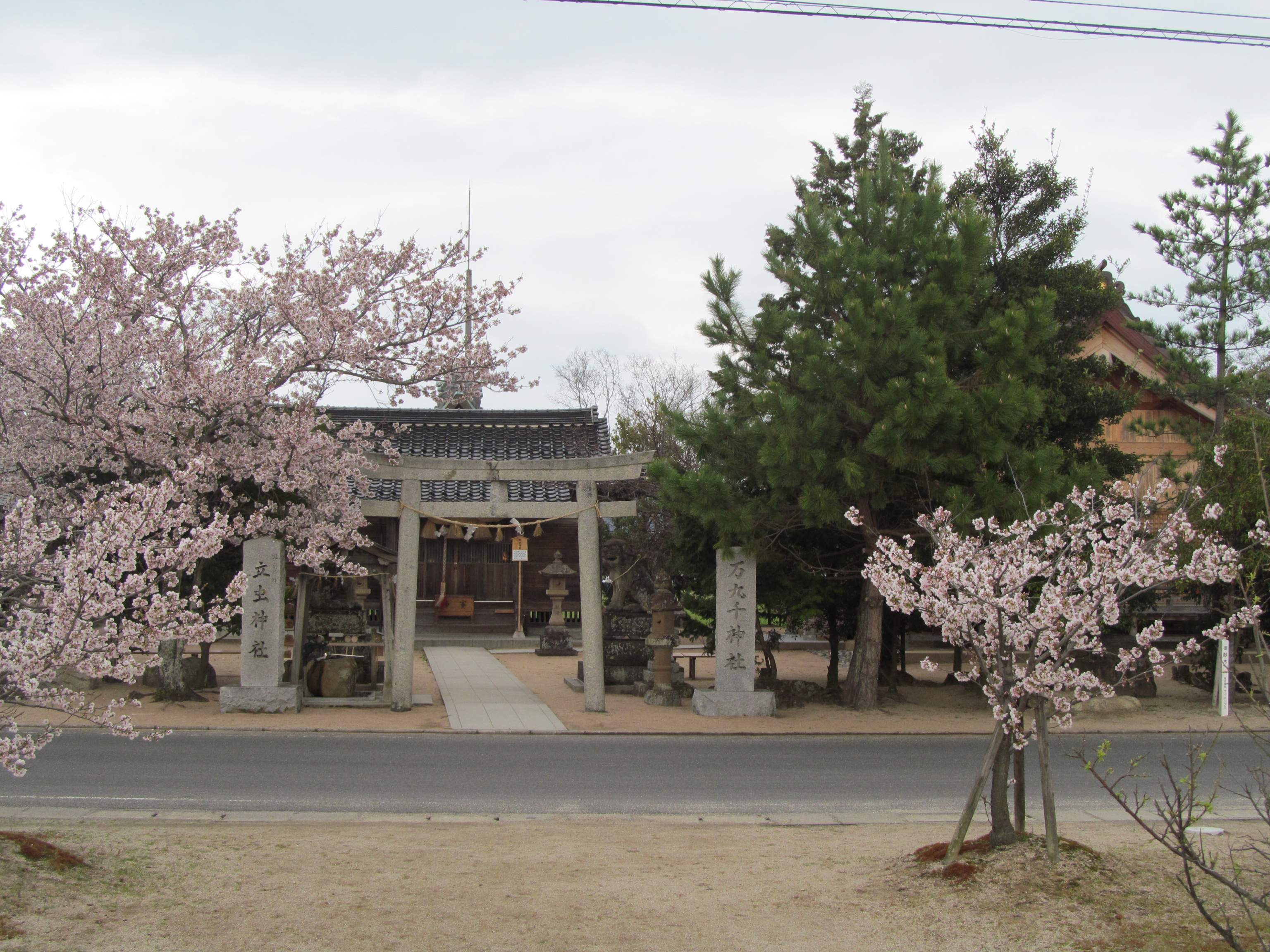 桜咲く万九千神社の鳥居