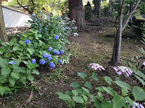 功山寺境内に咲くあじさい
