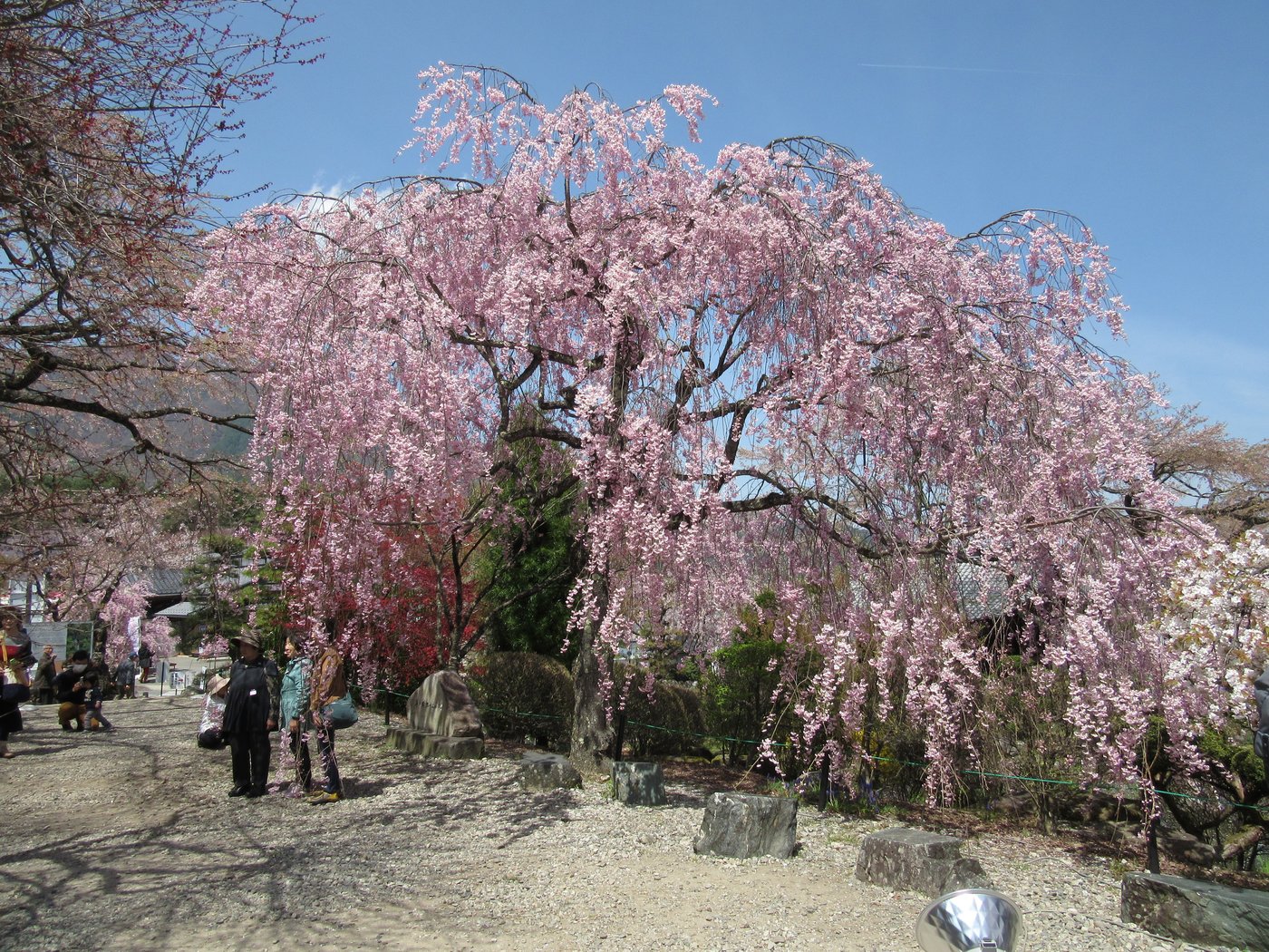 光前寺のしだれ桜