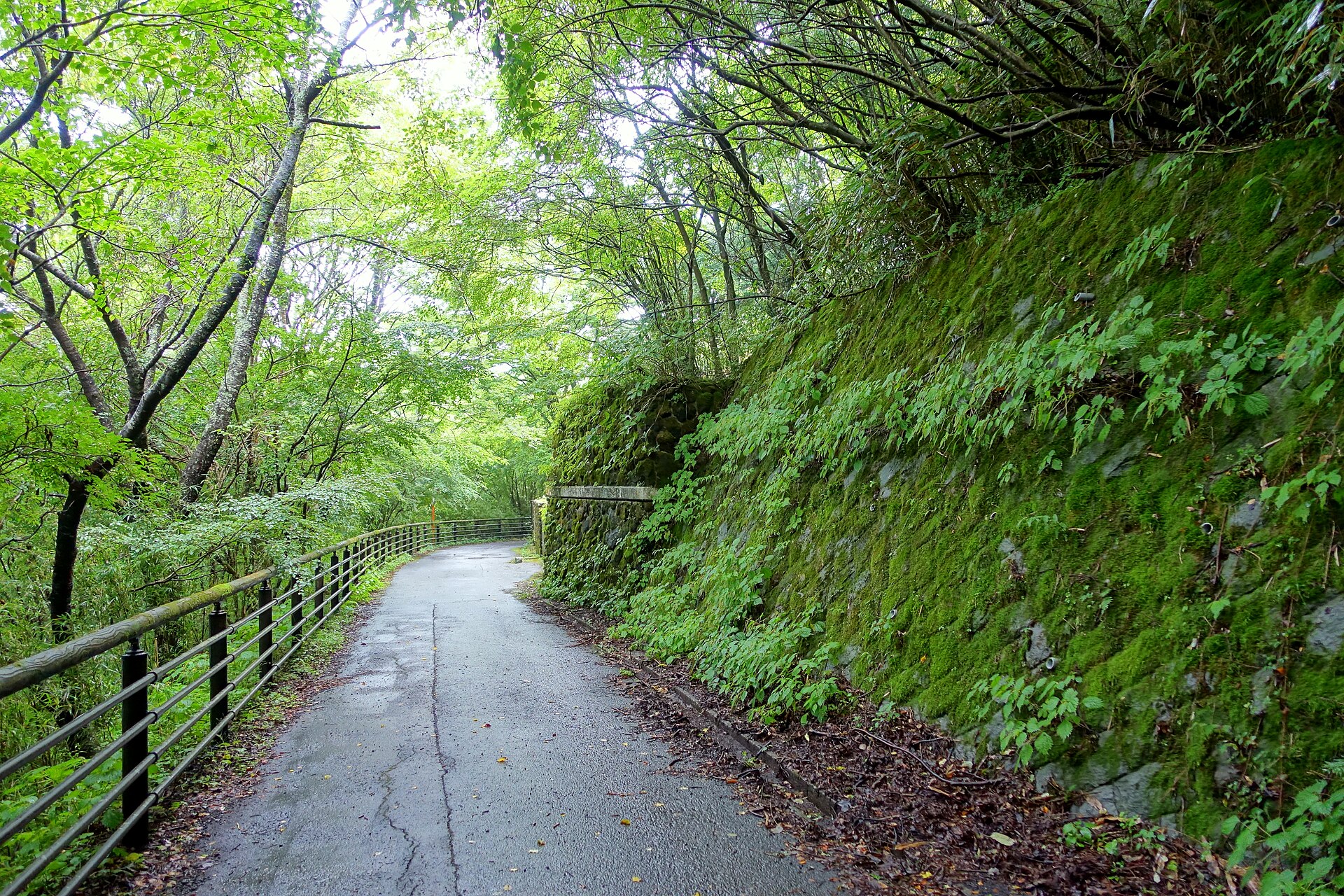 九頭龍の森、苔むした石垣沿いの遊歩道