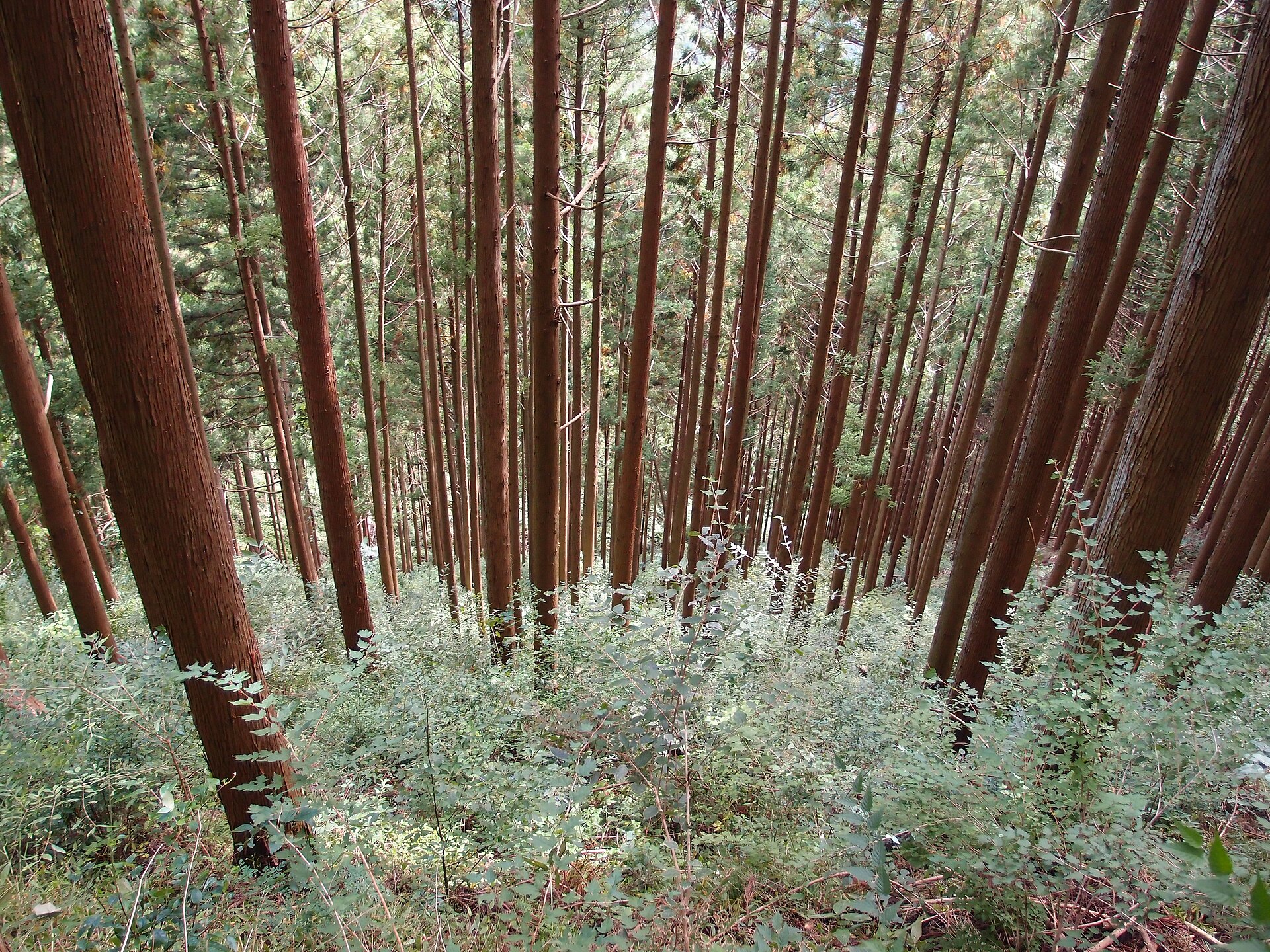御岳山の杉木立