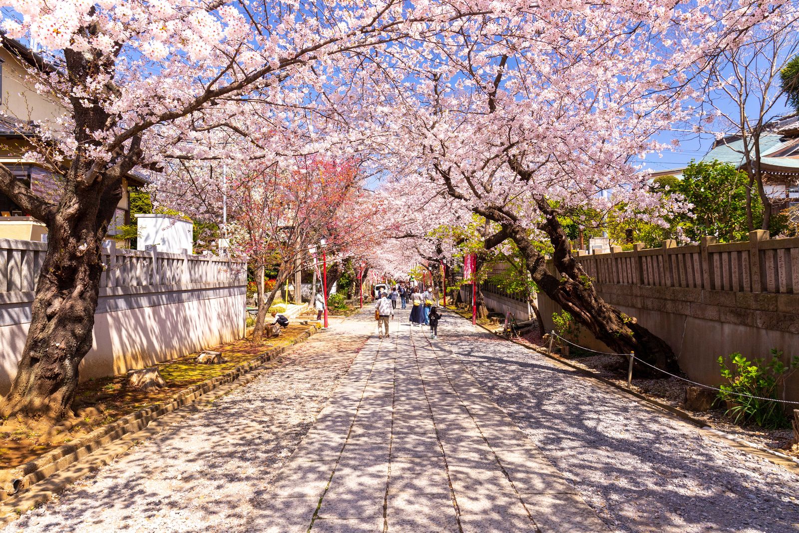 中山法華経寺、桜咲く参道