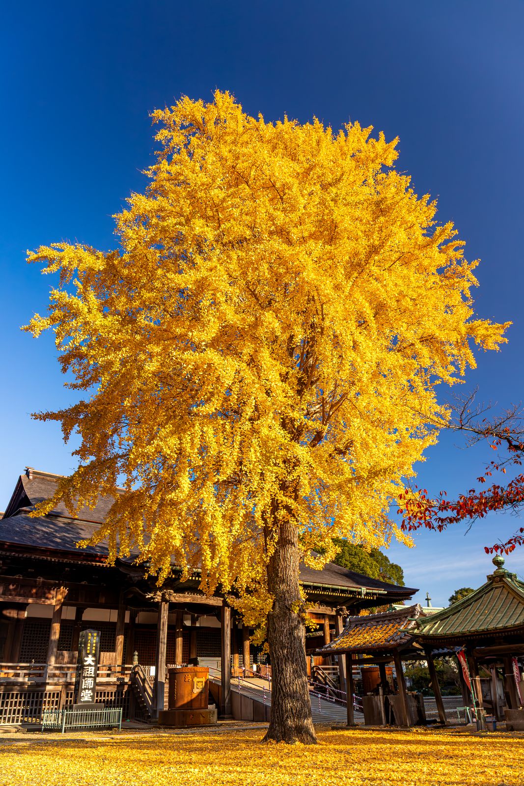 中山法華経寺、黄金色に色づくイチョウ