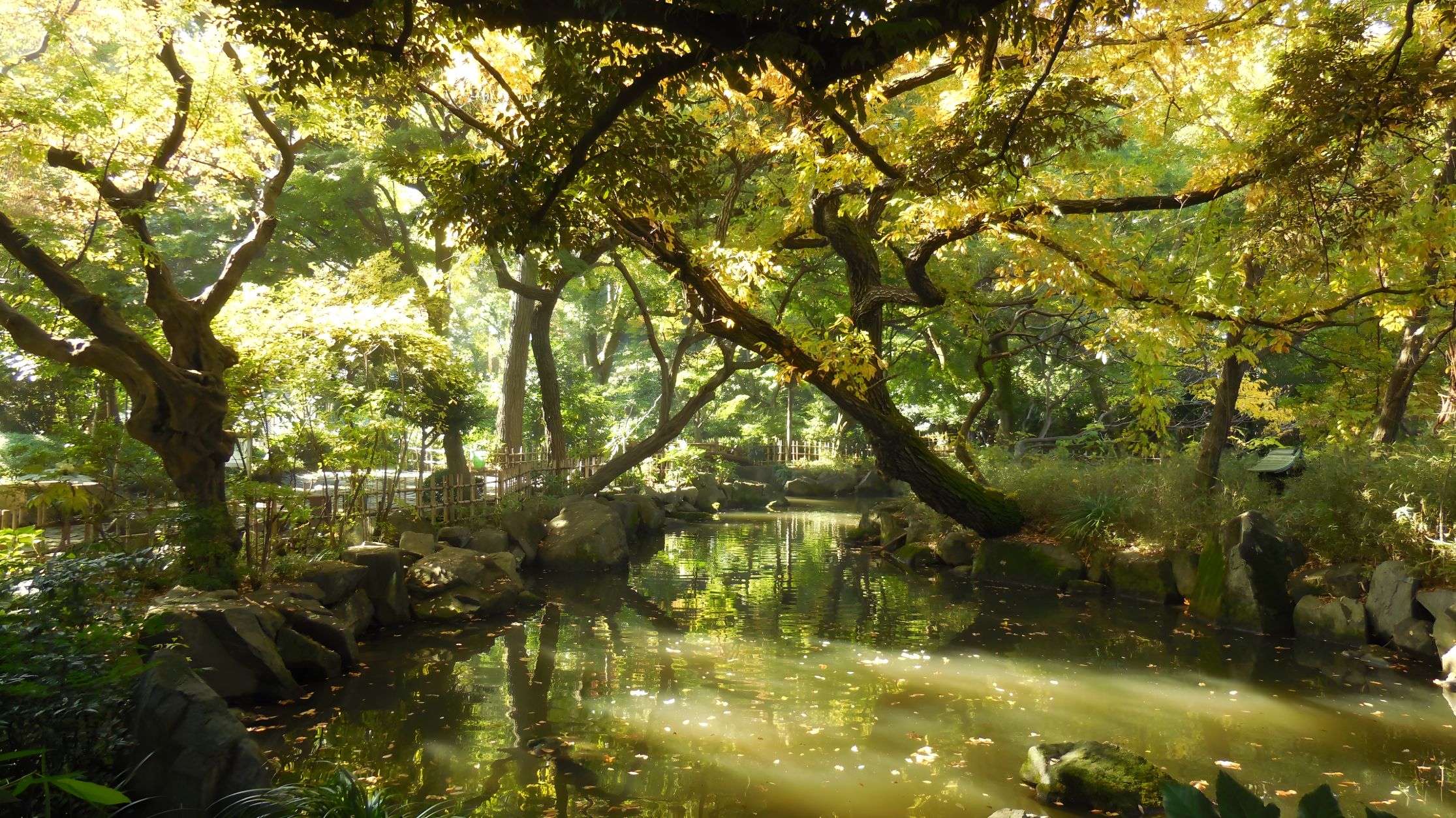 名主の滝公園の木漏れ日と渓流