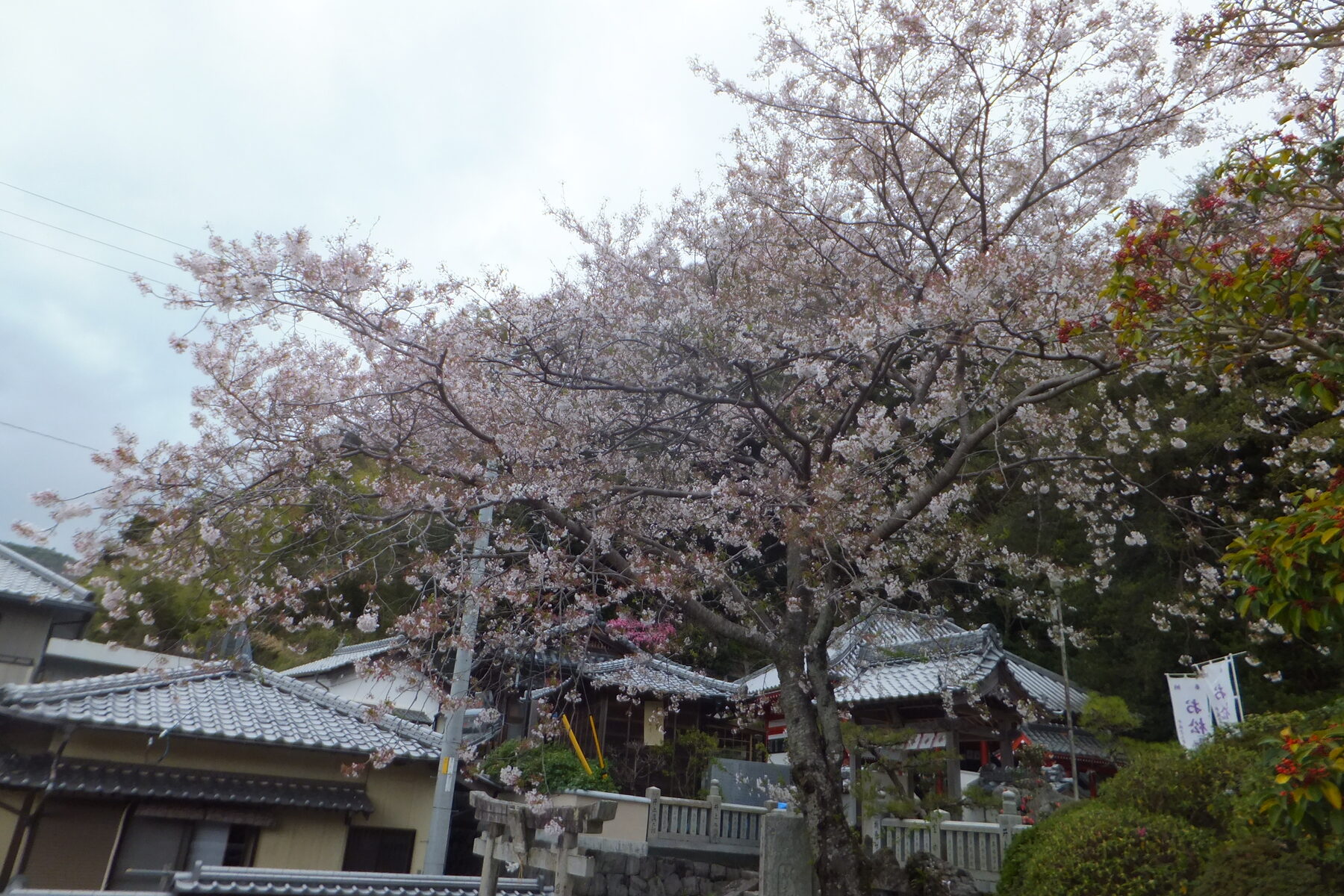 桜が咲くお松大権現の参道と社殿