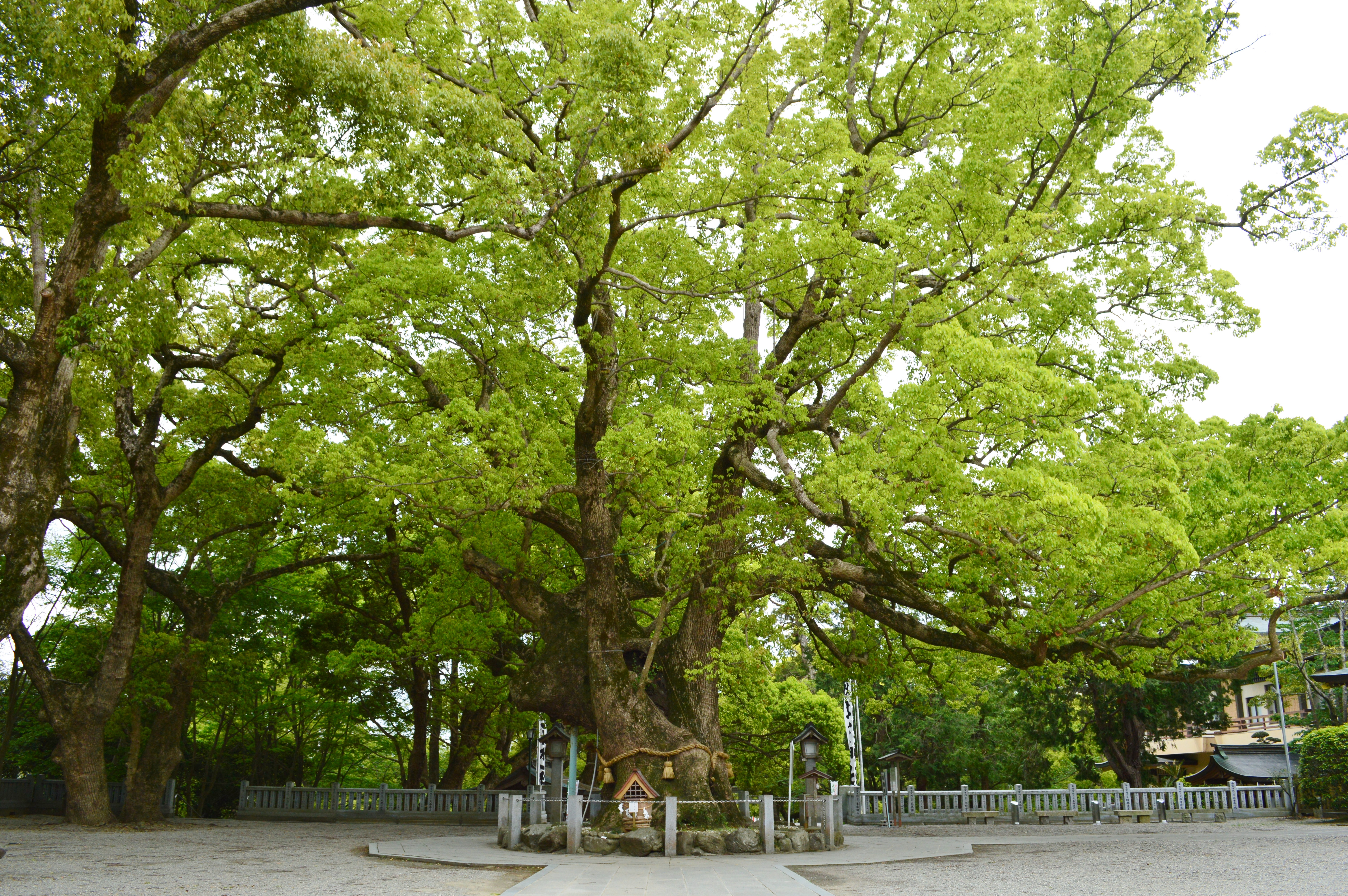 大麻比古神社の大楠、樹齢1000年以上の御神木