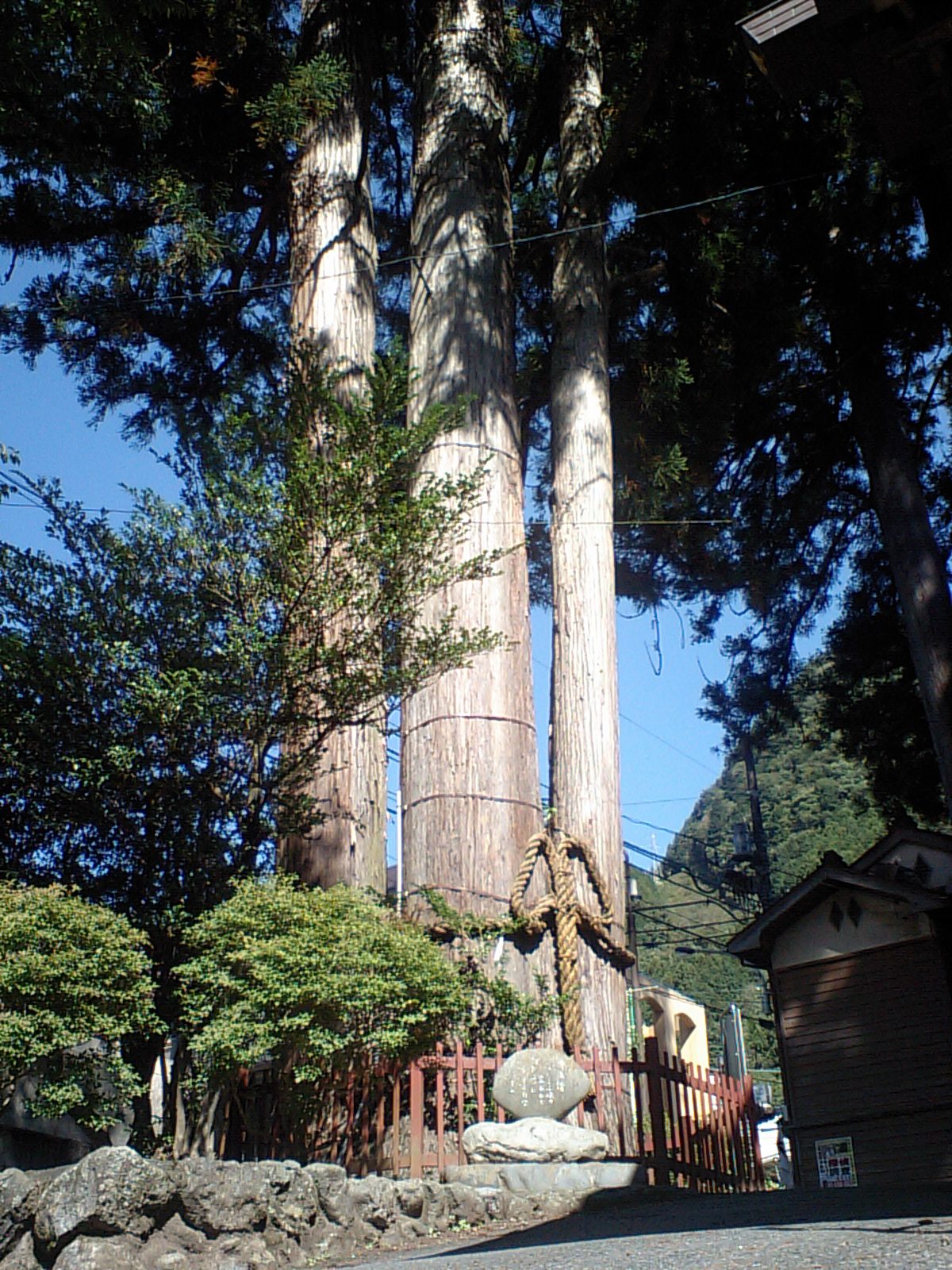 都天然記念物の氷川三本杉
