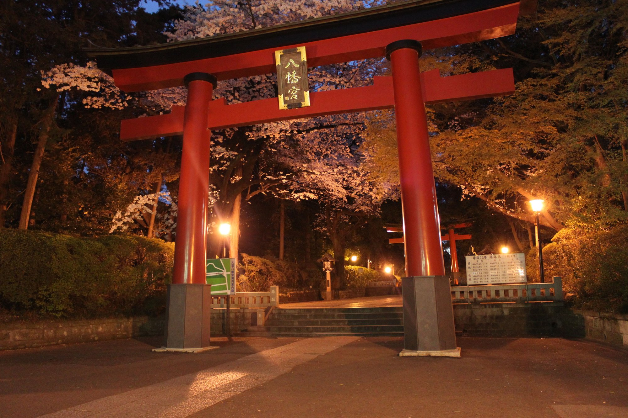 桜の時期の大宮八幡宮大鳥居、夜間ライトアップ