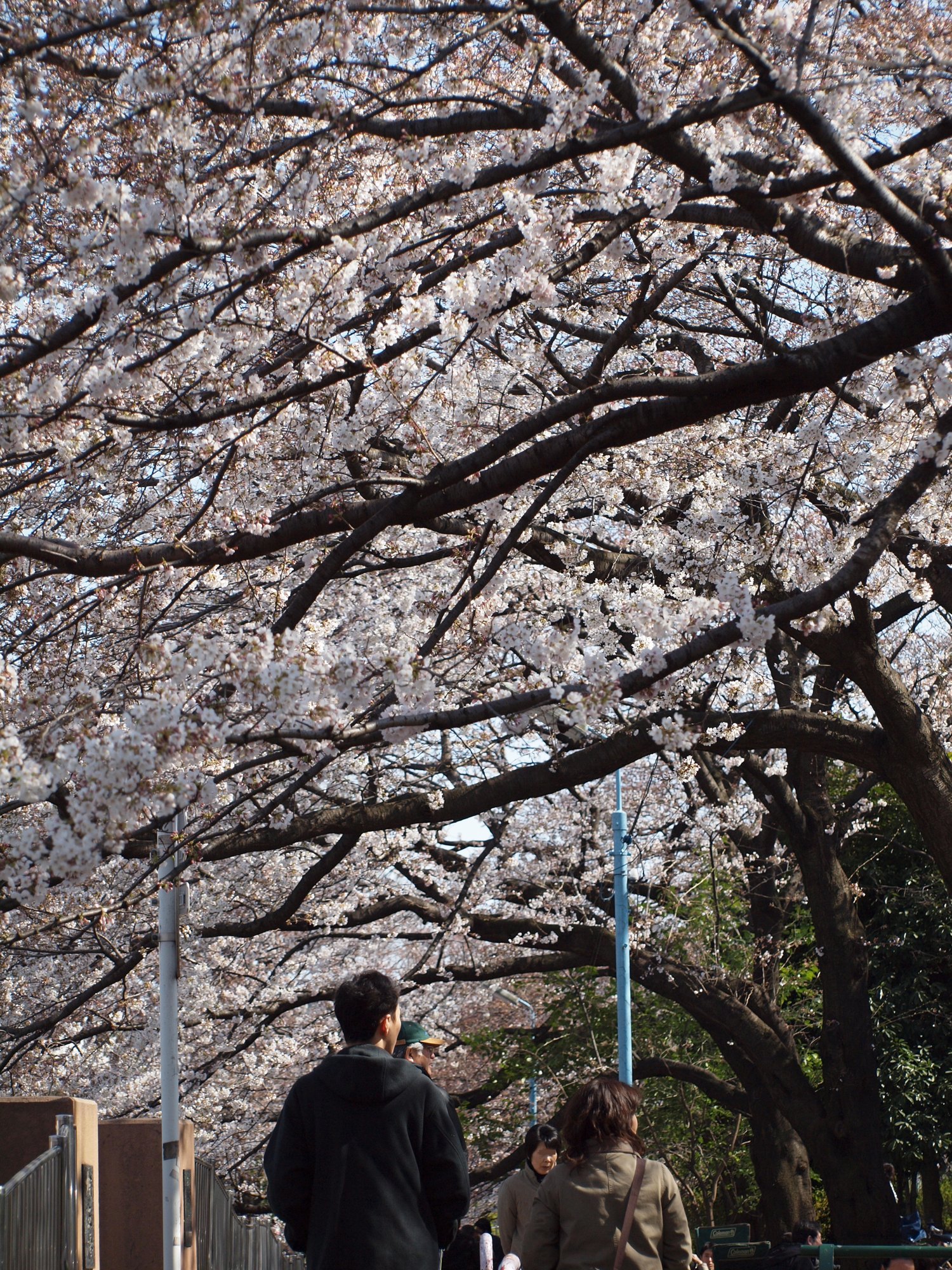 善福寺川緑地の桜並木