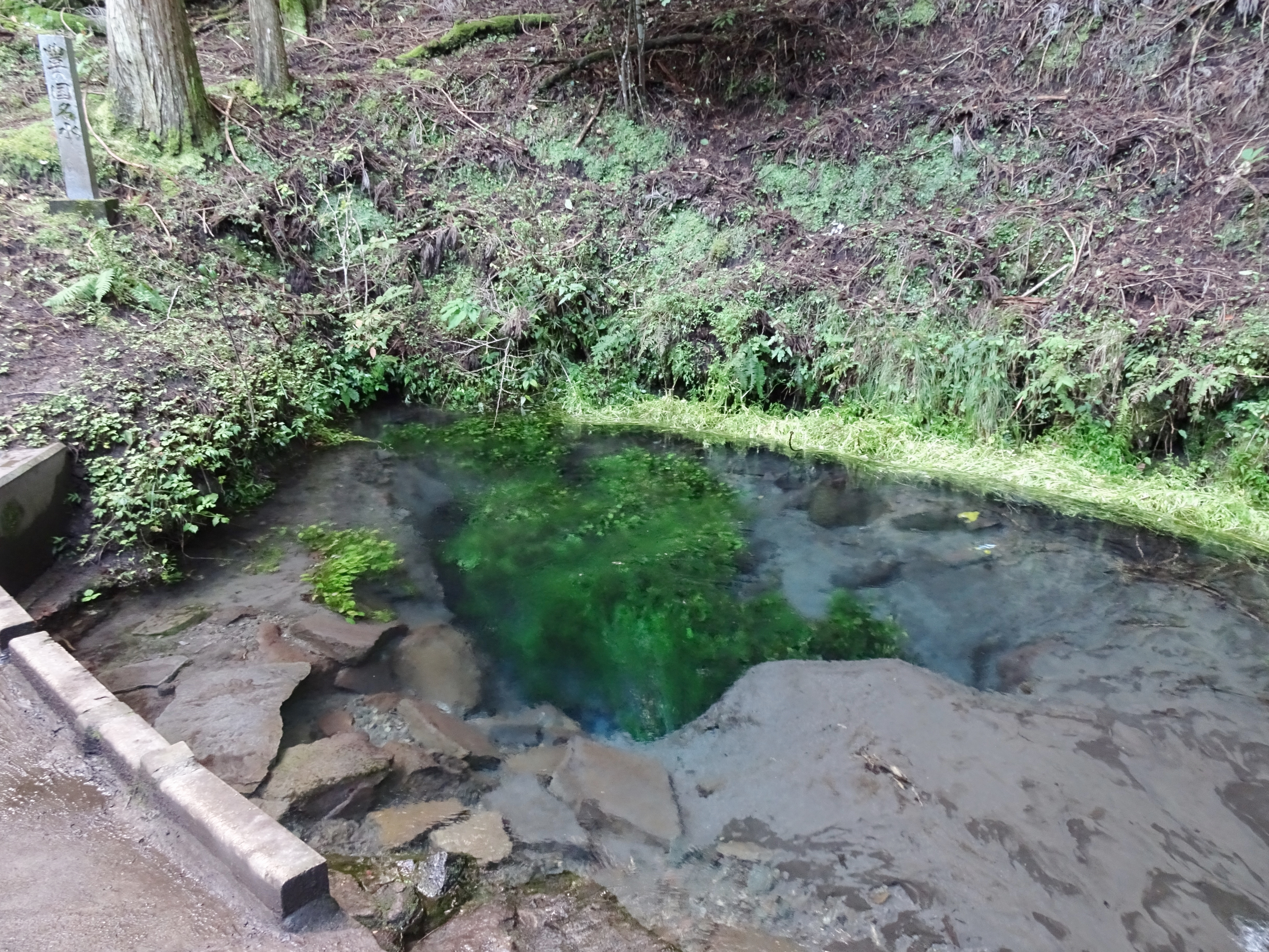 男池湧水群の透き通った青緑色の湧水池