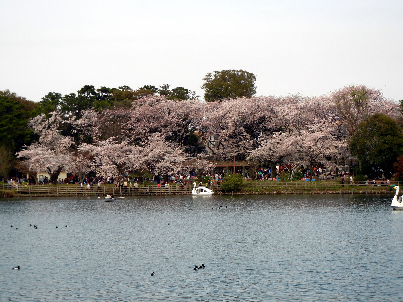 洗足池畔の満開の桜と池を巡るスワンボート